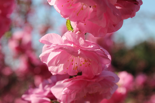 千层桃花