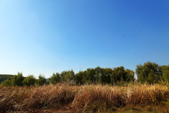 芦苇荡 湿地公园