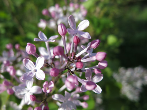 丁香花 紫丁香