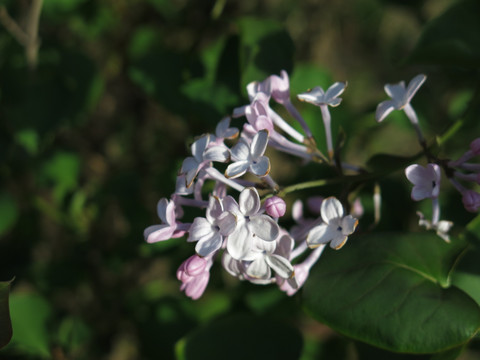 丁香花 紫丁香