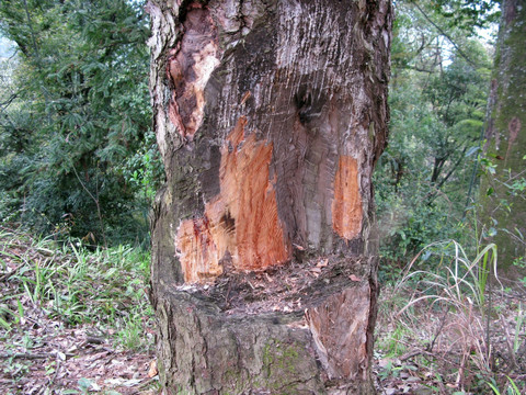 一棵老松树被砍伤