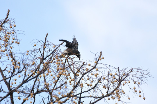 灰椋鸟