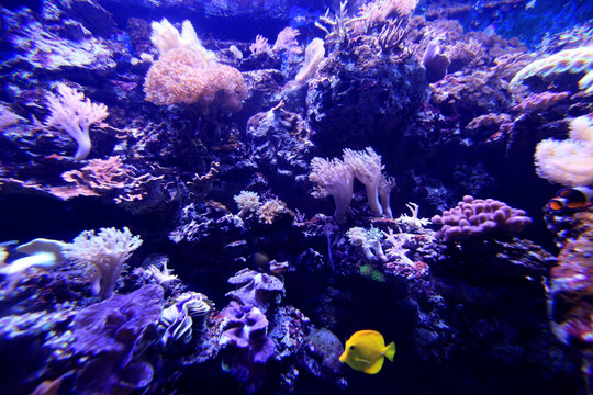 海底珊瑚和生物