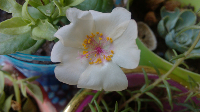 马氏菜花
