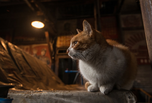 成都老茶馆 猫