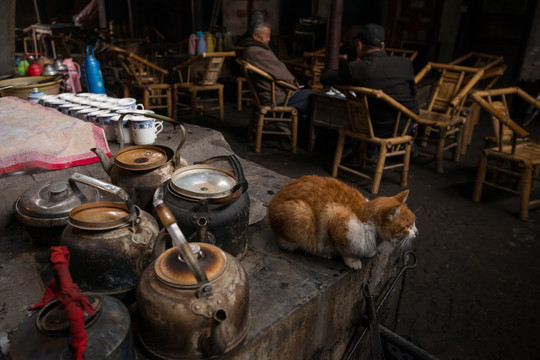 成都老茶馆 猫