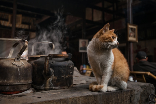 成都老茶馆 猫