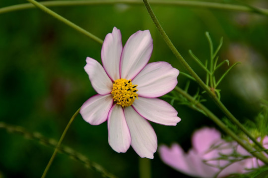 秋英花