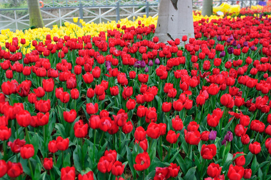 郁金香花园