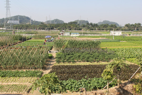 凤凰山菜场