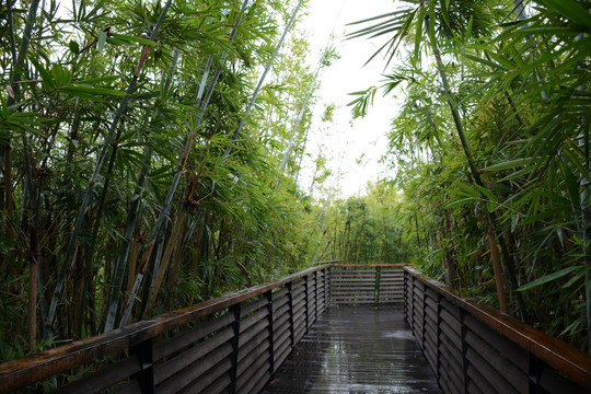 竹林 风景摄影