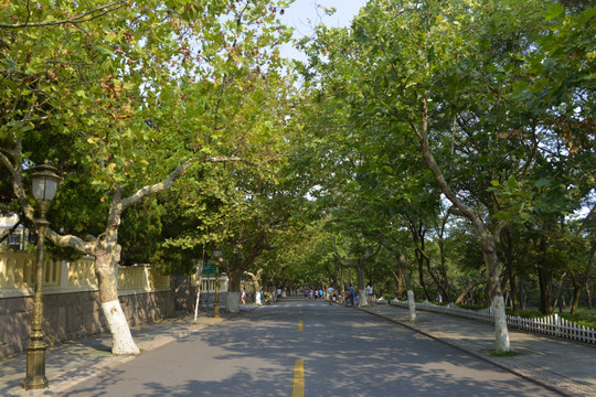 青岛八大关居庸关路街景