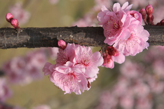 桃花