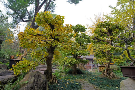 银杏盆景