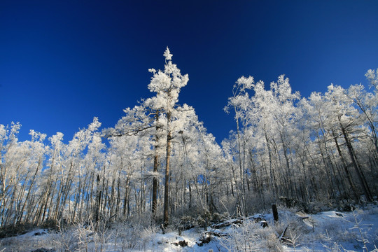 林海雪原