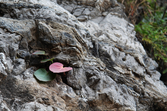 岩石上的红叶