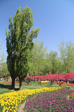 北京植物园郁金香和桃花