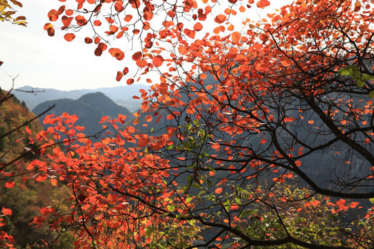红叶