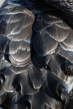 黑天鹅羽毛