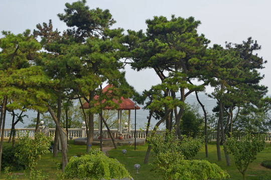 青岛浮山湾海滨别墅庭院花园