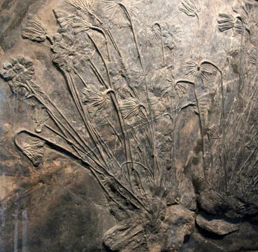甘肃省博物馆创孔海百合化石