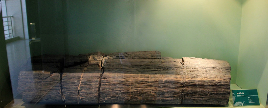 甘肃省博物馆古文物硅化木