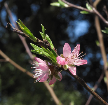 桃花