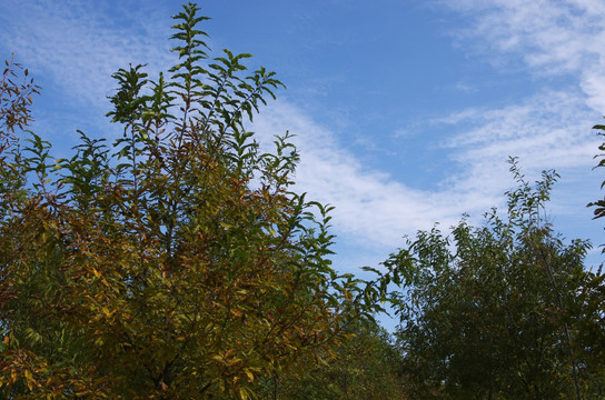 蓝天白云与秋树