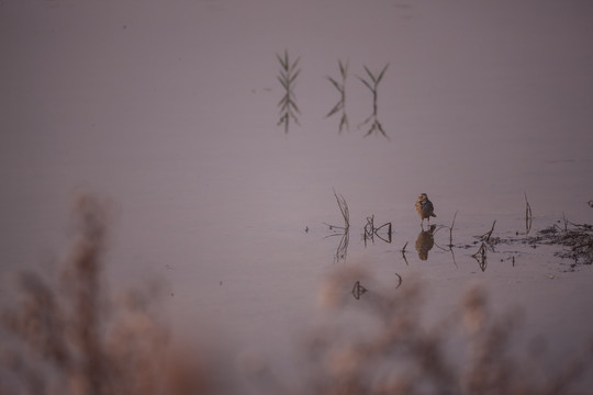 水边的一只苇莺 小鸟