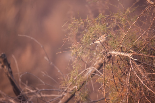 荒草上的的一只苇莺 麻雀 小鸟