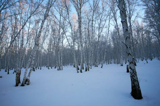 白桦林雪景
