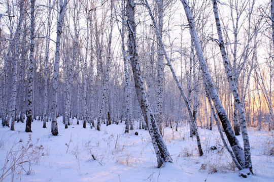 白桦林雪景