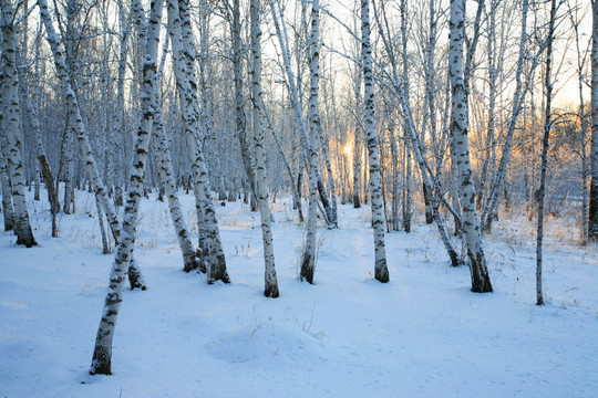 白桦林雪景