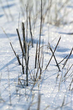 雪地中小荒草