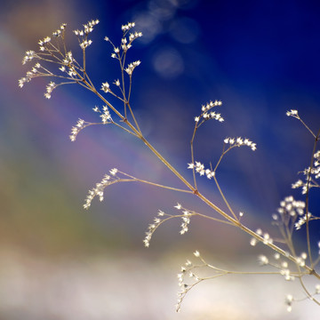 野草