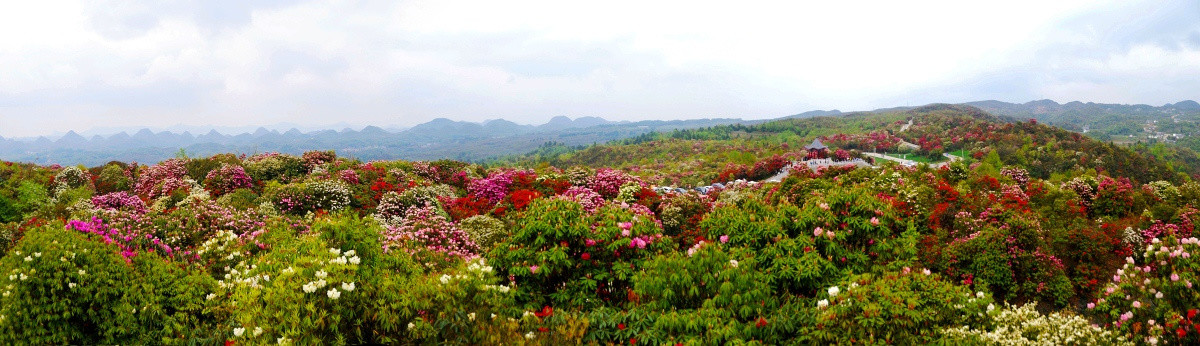 百里杜鹃花（非高清）