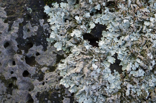 火山石上的真菌与藻类