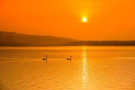 天鹅 天鹅湖 天鹅群 金色阳光