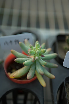 多肉植物 八仟代