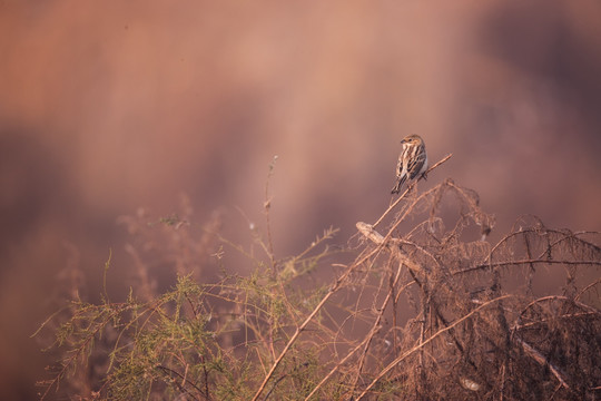 荒草上的的一只苇莺 麻雀 小鸟