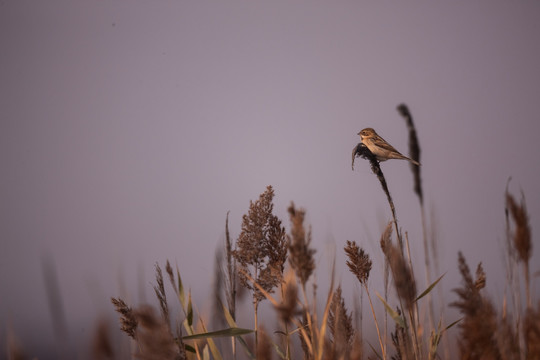 芦苇荡里的一只苇莺 麻雀 小鸟