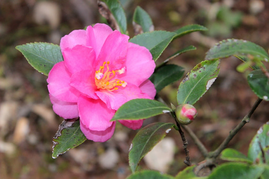 茶花