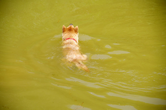 狗 游泳