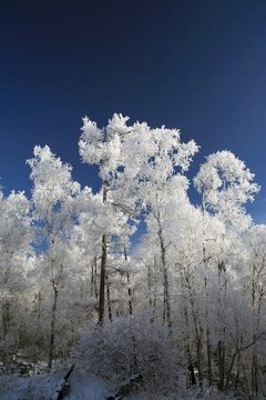 林海雪原冰雪风光