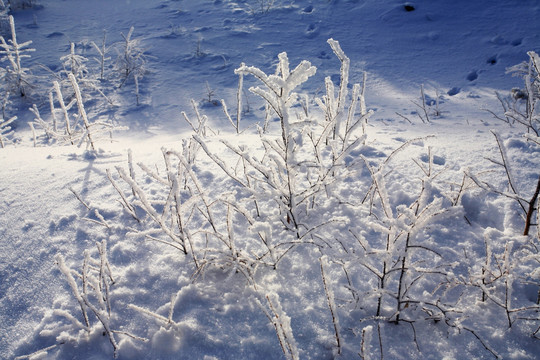 林海雪原冰雪风光