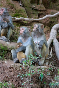 猴子 猕猴 家庭