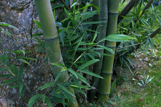 冬天的绿竹