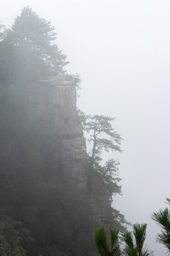 山峰松柏云雾图