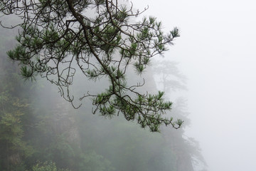 张家界松树背景素材