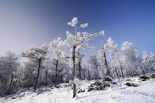 林海雪原